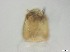  ( - RMNH.5091578)  @11 [ ] CreativeCommons - Attribution Non-Commercial Share-Alike (2018) Unspecified Naturalis Biodiversity Center