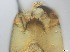  ( - RMNH.5091578)  @11 [ ] CreativeCommons - Attribution Non-Commercial Share-Alike (2018) Unspecified Naturalis Biodiversity Center