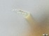  ( - RMNH.5091580)  @11 [ ] CreativeCommons - Attribution Non-Commercial Share-Alike (2018) Unspecified Naturalis Biodiversity Center