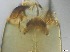  ( - RMNH.5091580)  @11 [ ] CreativeCommons - Attribution Non-Commercial Share-Alike (2018) Unspecified Naturalis Biodiversity Center