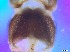  ( - RMNH.5091587)  @11 [ ] CreativeCommons - Attribution Non-Commercial Share-Alike (2018) Unspecified Naturalis Biodiversity Center