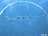  ( - RMNH.5091587)  @11 [ ] CreativeCommons - Attribution Non-Commercial Share-Alike (2018) Unspecified Naturalis Biodiversity Center