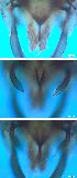  ( - RMNH.5091587)  @11 [ ] CreativeCommons - Attribution Non-Commercial Share-Alike (2018) Unspecified Naturalis Biodiversity Center