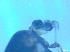  ( - RMNH.5091587)  @11 [ ] CreativeCommons - Attribution Non-Commercial Share-Alike (2018) Unspecified Naturalis Biodiversity Center