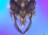  ( - RMNH.5091587)  @11 [ ] CreativeCommons - Attribution Non-Commercial Share-Alike (2018) Unspecified Naturalis Biodiversity Center