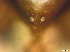  ( - RMNH.5091587)  @11 [ ] CreativeCommons - Attribution Non-Commercial Share-Alike (2018) Unspecified Naturalis Biodiversity Center