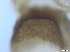  ( - RMNH.5091590)  @11 [ ] CreativeCommons - Attribution Non-Commercial Share-Alike (2018) Unspecified Naturalis Biodiversity Center