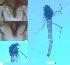  ( - RMNH.5091590)  @11 [ ] CreativeCommons - Attribution Non-Commercial Share-Alike (2018) Unspecified Naturalis Biodiversity Center