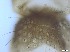  ( - RMNH.5091590)  @11 [ ] CreativeCommons - Attribution Non-Commercial Share-Alike (2018) Unspecified Naturalis Biodiversity Center