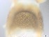  ( - RMNH.5091591)  @11 [ ] CreativeCommons - Attribution Non-Commercial Share-Alike (2018) Unspecified Naturalis Biodiversity Center