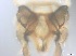  ( - RMNH.5091591)  @11 [ ] CreativeCommons - Attribution Non-Commercial Share-Alike (2018) Unspecified Naturalis Biodiversity Center
