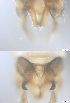  ( - RMNH.5091591)  @11 [ ] CreativeCommons - Attribution Non-Commercial Share-Alike (2018) Unspecified Naturalis Biodiversity Center