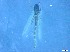  ( - RMNH.5091591)  @11 [ ] CreativeCommons - Attribution Non-Commercial Share-Alike (2018) Unspecified Naturalis Biodiversity Center