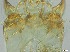  ( - RMNH.5091595)  @11 [ ] CreativeCommons - Attribution Non-Commercial Share-Alike (2018) Unspecified Naturalis Biodiversity Center