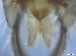  ( - RMNH.5091605)  @11 [ ] CreativeCommons - Attribution Non-Commercial Share-Alike (2018) Unspecified Naturalis Biodiversity Center