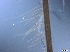  ( - RMNH.5091605)  @11 [ ] CreativeCommons - Attribution Non-Commercial Share-Alike (2018) Unspecified Naturalis Biodiversity Center
