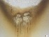  ( - RMNH.5091605)  @11 [ ] CreativeCommons - Attribution Non-Commercial Share-Alike (2018) Unspecified Naturalis Biodiversity Center