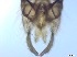  ( - RMNH.5091605)  @11 [ ] CreativeCommons - Attribution Non-Commercial Share-Alike (2018) Unspecified Naturalis Biodiversity Center