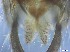  ( - RMNH.5091605)  @11 [ ] CreativeCommons - Attribution Non-Commercial Share-Alike (2018) Unspecified Naturalis Biodiversity Center