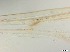  ( - RMNH.5091609)  @11 [ ] CreativeCommons - Attribution Non-Commercial Share-Alike (2018) Unspecified Naturalis Biodiversity Center