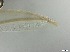  ( - RMNH.5091609)  @11 [ ] CreativeCommons - Attribution Non-Commercial Share-Alike (2018) Unspecified Naturalis Biodiversity Center