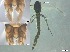  ( - RMNH.5091613)  @11 [ ] CreativeCommons - Attribution Non-Commercial Share-Alike (2018) Unspecified Naturalis Biodiversity Center