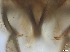 ( - RMNH.5091616)  @11 [ ] CreativeCommons - Attribution Non-Commercial Share-Alike (2018) Unspecified Naturalis Biodiversity Center
