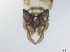  ( - RMNH.5091616)  @11 [ ] CreativeCommons - Attribution Non-Commercial Share-Alike (2018) Unspecified Naturalis Biodiversity Center