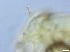  (Psectrocladius sp - RMNH.5091629)  @11 [ ] CreativeCommons - Attribution Non-Commercial Share-Alike (2018) Unspecified Naturalis Biodiversity Center