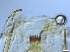  (Xenopelopia sp - RMNH.5091630)  @11 [ ] CreativeCommons - Attribution Non-Commercial Share-Alike (2018) Unspecified Naturalis Biodiversity Center