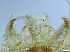  ( - RMNH.5091632)  @11 [ ] CreativeCommons - Attribution Non-Commercial Share-Alike (2018) Unspecified Naturalis Biodiversity Center