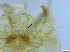  ( - RMNH.5091632)  @11 [ ] CreativeCommons - Attribution Non-Commercial Share-Alike (2018) Unspecified Naturalis Biodiversity Center