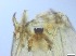  ( - RMNH.5091636)  @11 [ ] CreativeCommons - Attribution Non-Commercial Share-Alike (2018) Unspecified Naturalis Biodiversity Center