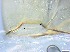  ( - RMNH.5091636)  @11 [ ] CreativeCommons - Attribution Non-Commercial Share-Alike (2018) Unspecified Naturalis Biodiversity Center