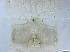  ( - RMNH.5091644)  @11 [ ] CreativeCommons - Attribution Non-Commercial Share-Alike (2018) Unspecified Naturalis Biodiversity Center