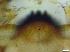  ( - RMNH.5091648)  @11 [ ] CreativeCommons - Attribution Non-Commercial Share-Alike (2018) Unspecified Naturalis Biodiversity Center