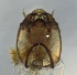  ( - RMNH.5091648)  @11 [ ] CreativeCommons - Attribution Non-Commercial Share-Alike (2018) Unspecified Naturalis Biodiversity Center