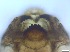  ( - RMNH.5091648)  @11 [ ] CreativeCommons - Attribution Non-Commercial Share-Alike (2018) Unspecified Naturalis Biodiversity Center