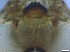  ( - RMNH.5091648)  @11 [ ] CreativeCommons - Attribution Non-Commercial Share-Alike (2018) Unspecified Naturalis Biodiversity Center