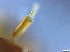  ( - RMNH.5091652)  @11 [ ] CreativeCommons - Attribution Non-Commercial Share-Alike (2018) Unspecified Naturalis Biodiversity Center