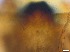  ( - RMNH.5091652)  @11 [ ] CreativeCommons - Attribution Non-Commercial Share-Alike (2018) Unspecified Naturalis Biodiversity Center