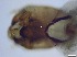  ( - RMNH.5091652)  @11 [ ] CreativeCommons - Attribution Non-Commercial Share-Alike (2018) Unspecified Naturalis Biodiversity Center