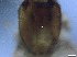  ( - RMNH.5091652)  @11 [ ] CreativeCommons - Attribution Non-Commercial Share-Alike (2018) Unspecified Naturalis Biodiversity Center