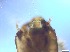  ( - RMNH.5091652)  @11 [ ] CreativeCommons - Attribution Non-Commercial Share-Alike (2018) Unspecified Naturalis Biodiversity Center