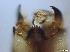 ( - RMNH.5091656)  @11 [ ] CreativeCommons - Attribution Non-Commercial Share-Alike (2018) Unspecified Naturalis Biodiversity Center