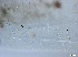  ( - RMNH.5091656)  @11 [ ] CreativeCommons - Attribution Non-Commercial Share-Alike (2018) Unspecified Naturalis Biodiversity Center
