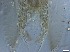  ( - RMNH.5091657)  @11 [ ] CreativeCommons - Attribution Non-Commercial Share-Alike (2018) Unspecified Naturalis Biodiversity Center
