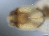  (Glyptotendipes ospeli - RMNH.5091661)  @11 [ ] CreativeCommons - Attribution Non-Commercial Share-Alike (2018) Unspecified Naturalis Biodiversity Center