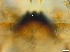  ( - RMNH.5091661)  @11 [ ] CreativeCommons - Attribution Non-Commercial Share-Alike (2018) Unspecified Naturalis Biodiversity Center