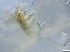  ( - RMNH.5091663)  @11 [ ] CreativeCommons - Attribution Non-Commercial Share-Alike (2018) Unspecified Naturalis Biodiversity Center